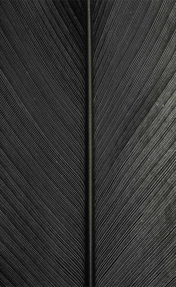 close-up-of-fine-ridge-detail-in-leaf