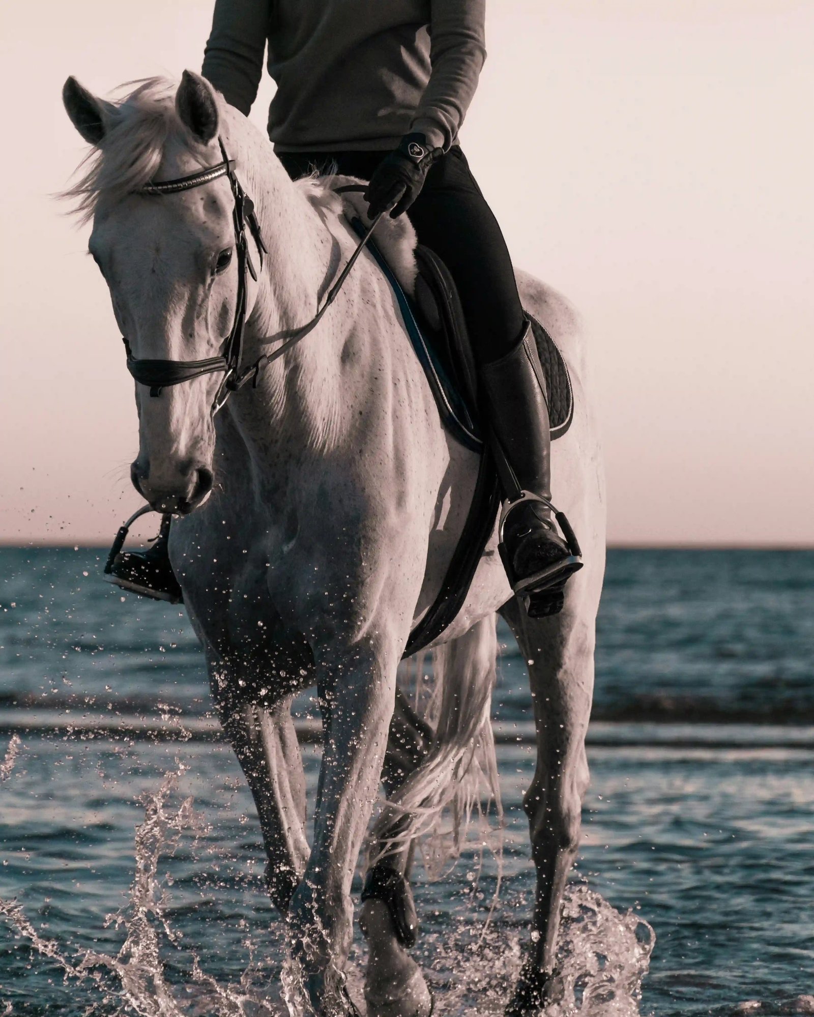 Close-up of a white horse on a beach, reflecting strength, calm and confident direction