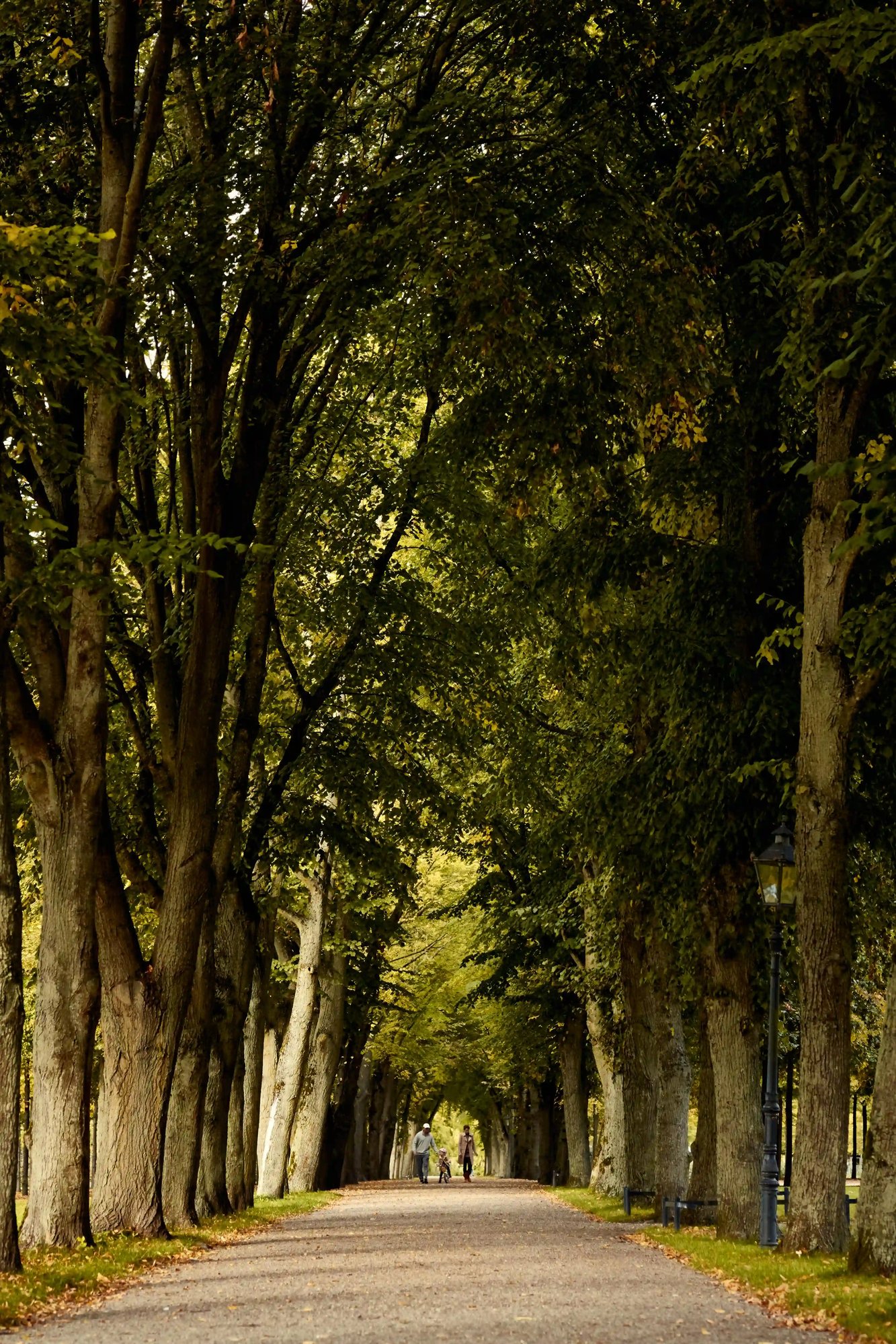 Family walking in the distance through a tree-lined park, reflecting connection, wellbeing and long-term perspective Family walking in the distance through a tree-lined park, reflecting connection, wellbeing and long-term perspective
