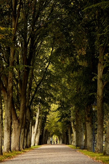 Family walking in the distance through a tree-lined park, reflecting connection, wellbeing and long-term perspective Family walking in the distance through a tree-lined park, reflecting connection, wellbeing and long-term perspective