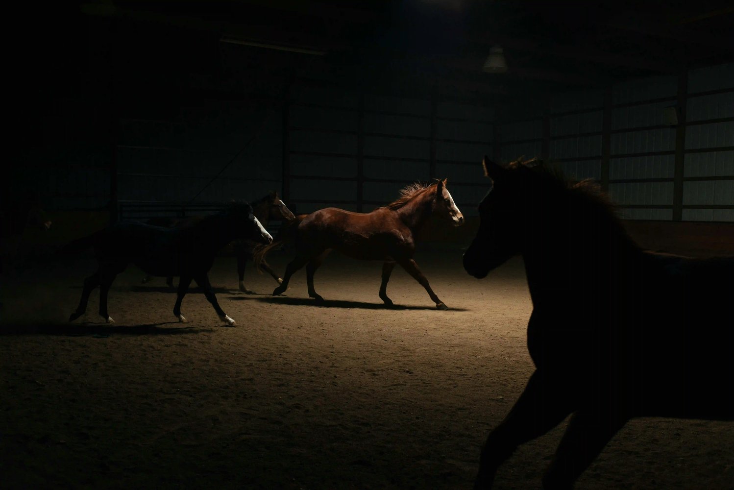 Horses exercising in a dimly lit pen, reflecting discipline, preparation and steady progress
