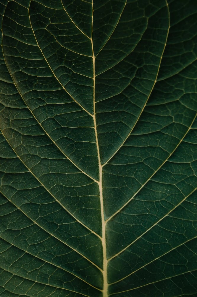 Close-up of leaf veins, reflecting connection, structure and natural resilience