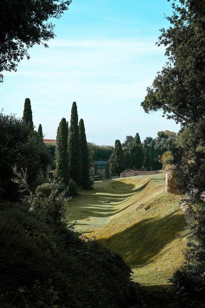 Poplar trees casting shadows across a landscaped garden, reflecting calm, stability and long-term wellbeing