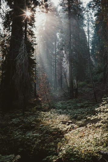 Sunlight rays shining through trees in a forest, reflecting clarity, perspective and calm guidance Sunlight rays shining through trees in a forest, reflecting clarity, perspective and calm guidance