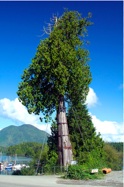 Andrew Hallam Canada Tree