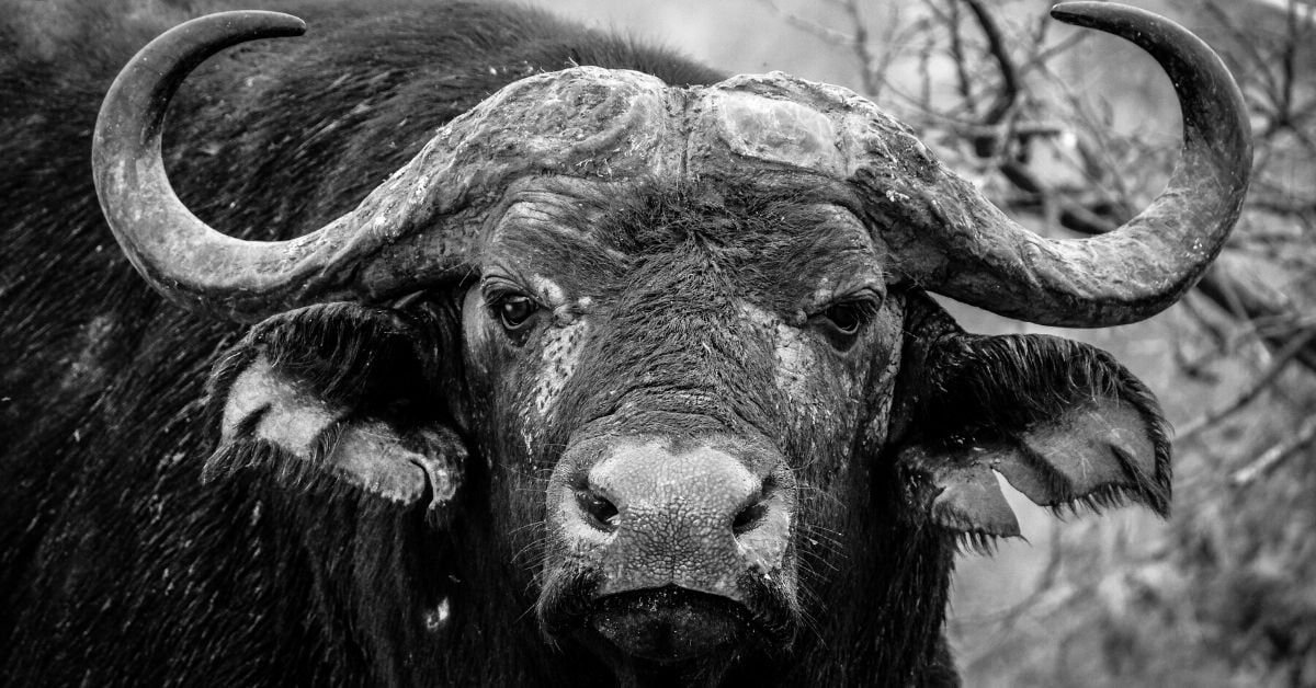 buffalo black and white-1