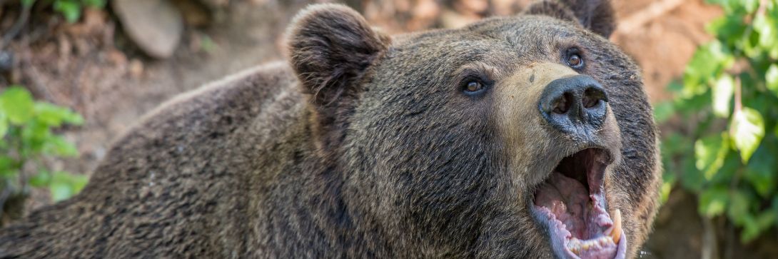 Bear markets: 5 things to remember