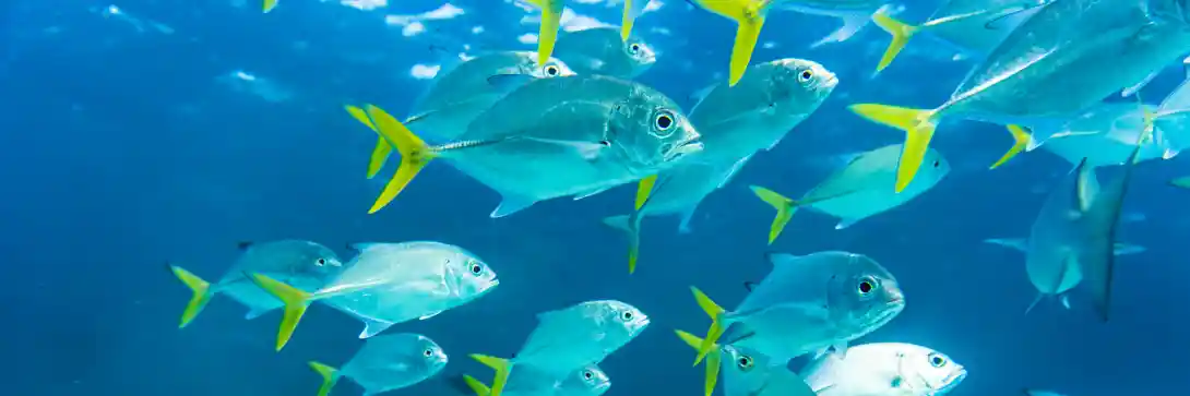 Does your financial adviser pass the fish farm test?