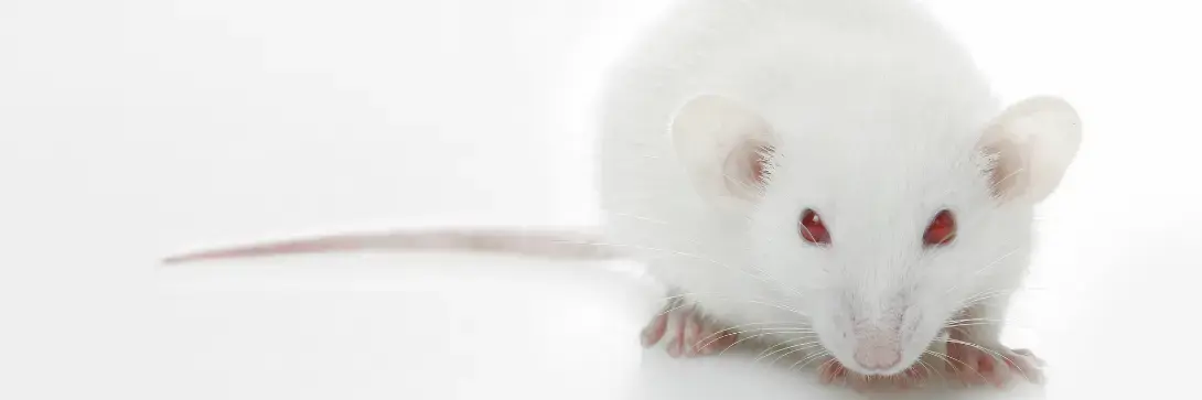 What the psychology of rats can teach you about lump sum investing