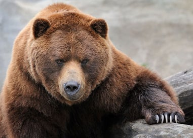Bear_markets.jpg
