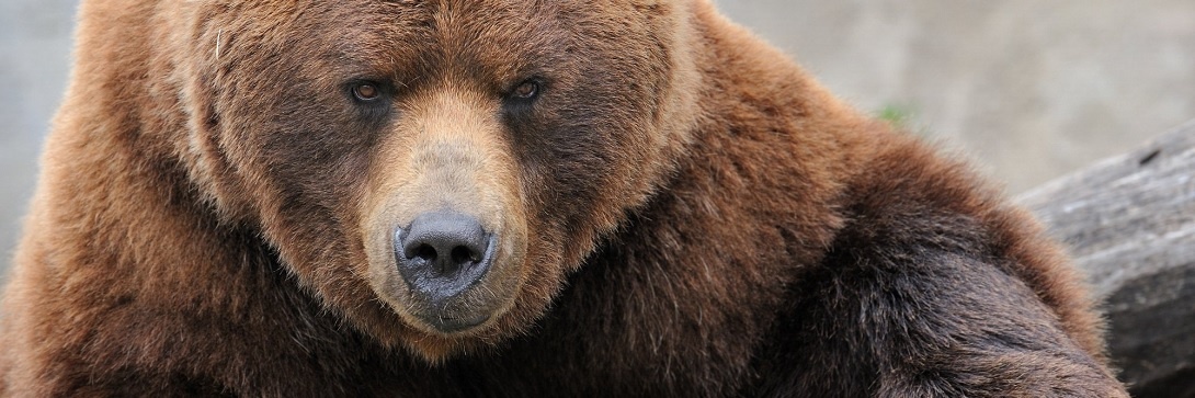 Bear markets: a survival guide