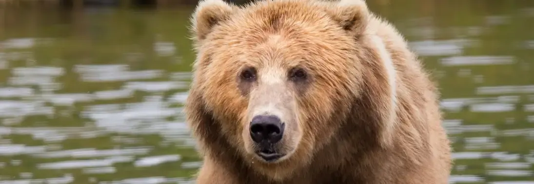 Do index funds perform better during a bear market? (5 formidable facts that prove passive investors will always win)